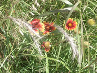 Gaillardia or Blanket Flower